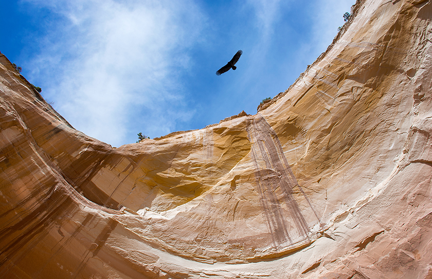 Eagle flies over Echo amphitheater in New Mexico