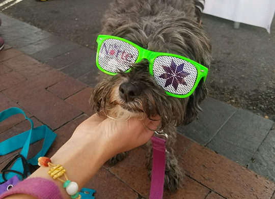 Puppy with DNCU branded glasses accepts scratch from animal lover